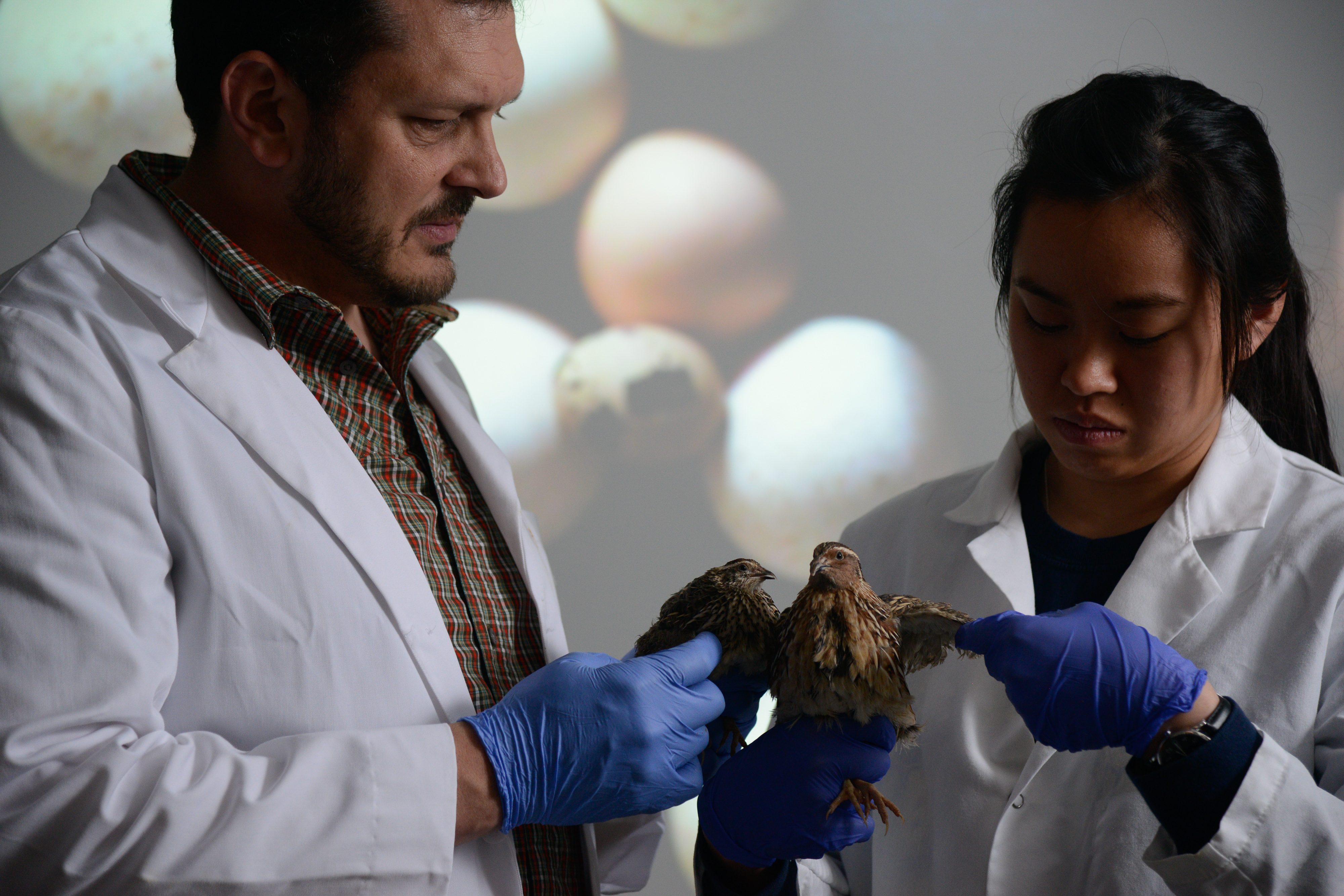 A student works with a quail in a lab in Williams Hall. Photo by Marc Hall